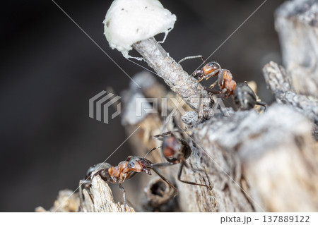 big red forest ant in natural habitat big red forest ant in natural habitat 137889122