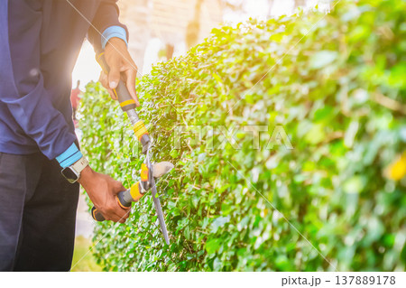 A gardener uses scissors to prune a large green hedge in a garden. The activity takes place in daylight. The garden is well-maintained with other greenery around. High quality photo 137889178