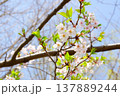 葉桜の時期を迎え始めたソメイヨシノ 137889244