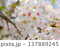 満開の桜の花（ソメイヨシノ） 137889245