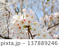 ソメイヨシノのクローズアップ 137889246