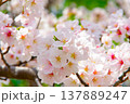 満開の桜の花（ソメイヨシノ） 137889247