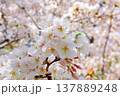 満開に咲いた桜の花（ソメイヨシノ） 137889248