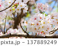 桜の花のクローズアップ（ソメイヨシノ） 137889249