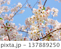 青空に映える桜の花（ソメイヨシノ） 137889250