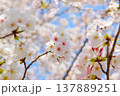 春の日差しを浴びる桜（ソメイヨシノ） 137889251