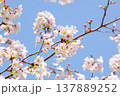 青空に映える桜（ソメイヨシノ） 137889252