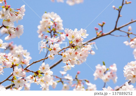 青空に映える桜（ソメイヨシノ） 137889252