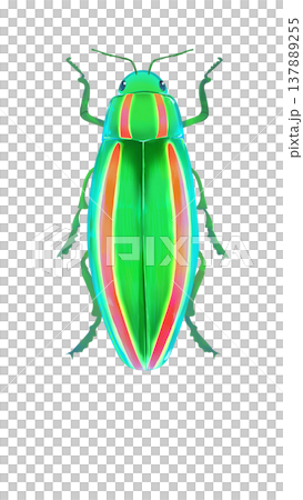 珠寶甲蟲的插圖 137889255