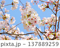 青空に映える桜の花（ソメイヨシノ） 137889259