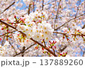 満開の桜の花（ソメイヨシノ） 137889260