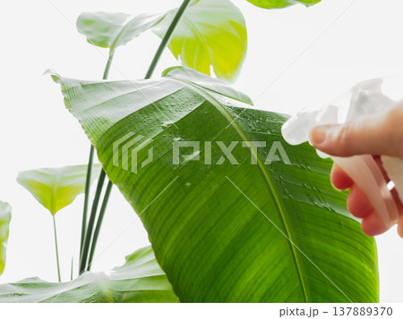 観葉植物に葉観葉植物に葉水を与える女性の手元水を与える女性の手元 137889370