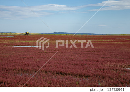 珊瑚草の絨毯 137889414