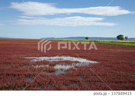 珊瑚草の絨毯 137889415