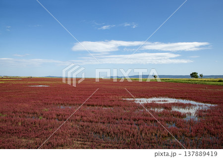 珊瑚草の絨毯 137889419