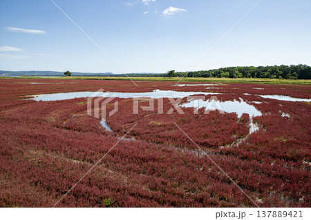 珊瑚草の絨毯 137889421