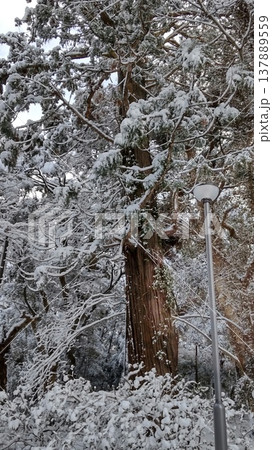 雪に覆われた神社の樹 雪に覆われた神社の樹 137889559