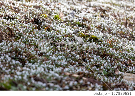早春の花セツブンソウの群生4 早春の花セツブンソウの群生4 137889651
