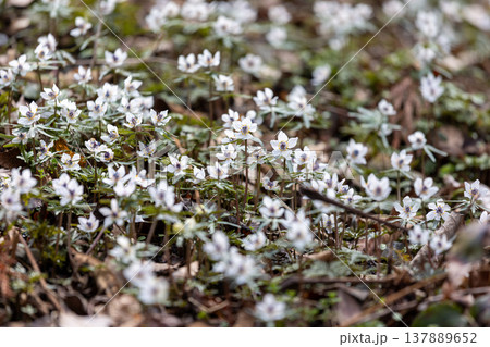 早春の花セツブンソウの群生5 137889652