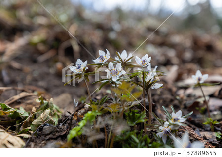 早春の花セツブンソウの群生8 137889655