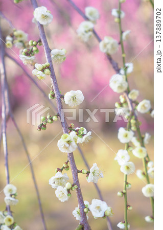 ピンク色の背景に浮き立つ白い梅の花 ピンク色の背景に浮き立つ白い梅の花 137889702