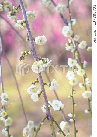 ピンク色の背景に浮き立つ白い梅の花 ピンク色の背景に浮き立つ白い梅の花 137889703