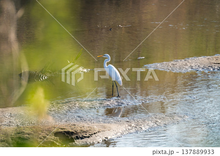 冬の川辺にダイサギ 137889933