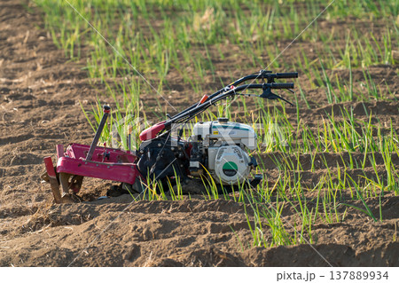 ネギ作業 137889934