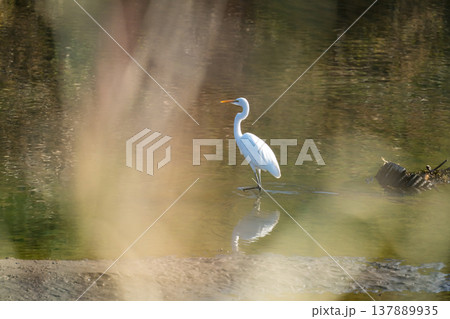 冬の川辺にダイサギ 137889935