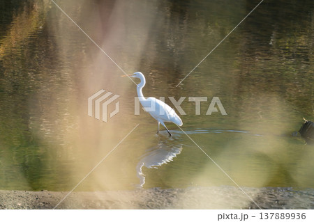 冬の川辺にダイサギ 137889936