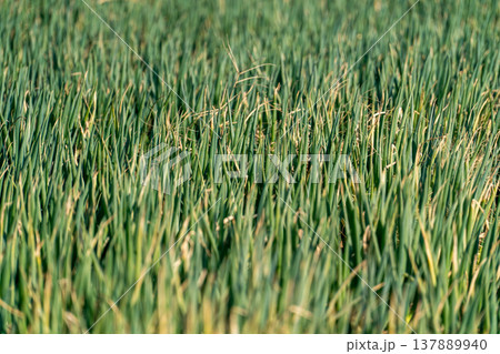 ネギ畑 ネギ畑 137889940