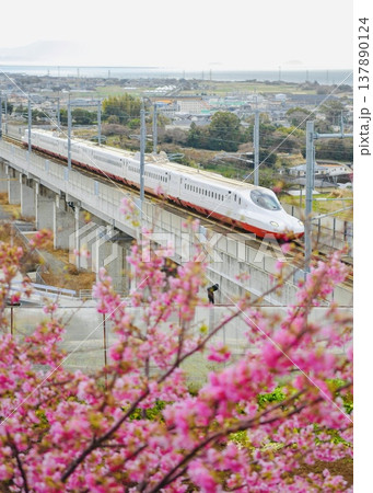 満開の桜が西九州新幹線かもめを見送る 満開の桜が西九州新幹線かもめを見送る 137890124