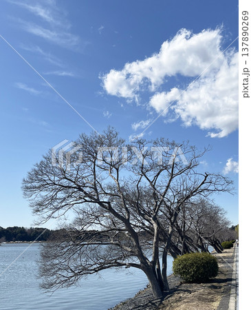 千波湖の側の樹木 137890269