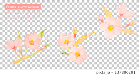水彩で描いた桜の花のベクターイラスト 水彩で描いた桜の花のベクターイラスト 137890291