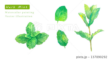 水彩で描いたハーブのベクターイラスト 水彩で描いたハーブのベクターイラスト 137890292