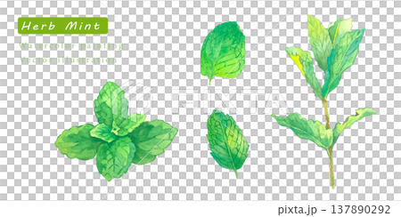 水彩で描いたハーブのベクターイラスト 水彩で描いたハーブのベクターイラスト 137890292