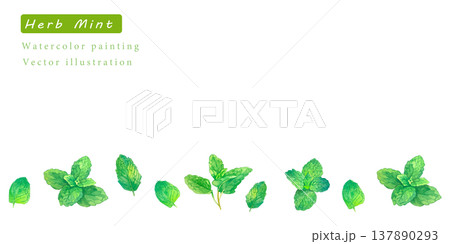水彩で描いたハーブのベクターイラスト 水彩で描いたハーブのベクターイラスト 137890293