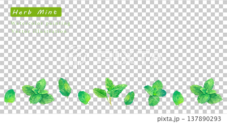 水彩で描いたハーブのベクターイラスト 水彩で描いたハーブのベクターイラスト 137890293