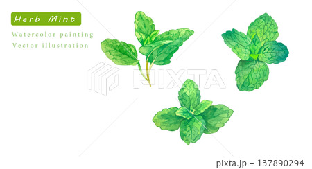 水彩で描いたハーブのベクターイラスト 水彩で描いたハーブのベクターイラスト 137890294