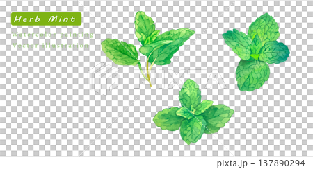 水彩で描いたハーブのベクターイラスト 水彩で描いたハーブのベクターイラスト 137890294