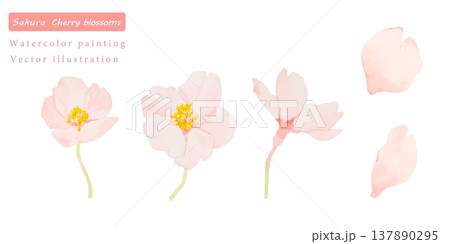 水彩で描いた桜の花のベクターイラスト 水彩で描いた桜の花のベクターイラスト 137890295