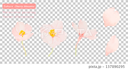 櫻花水彩矢量插圖 櫻花水彩矢量插圖 137890295
