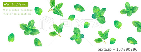 水彩で描いたハーブのベクターイラスト 水彩で描いたハーブのベクターイラスト 137890296