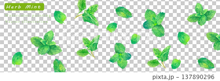 水彩で描いたハーブのベクターイラスト 水彩で描いたハーブのベクターイラスト 137890296