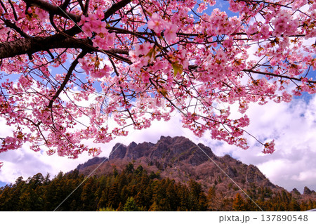 山にかかる桜 山にかかる桜 137890548