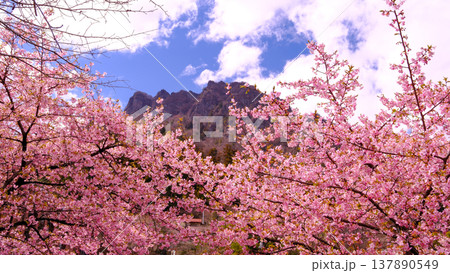 青空に映える河津桜(16:9) 青空に映える河津桜(16:9) 137890549