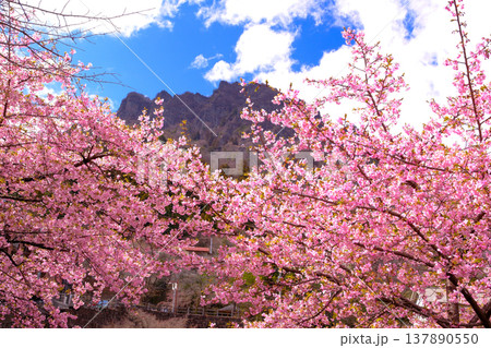 青空に映える河津桜 青空に映える河津桜 137890550