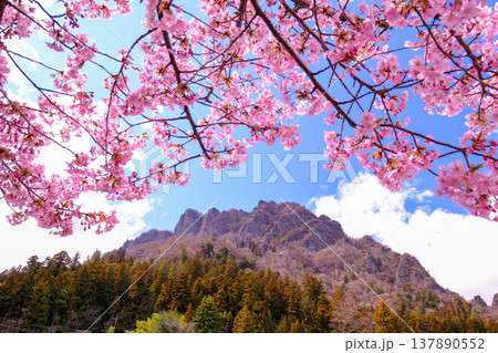 河津桜と妙義山 河津桜と妙義山 137890552
