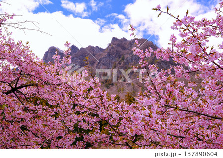 山を背景にした満開の河津桜 137890604