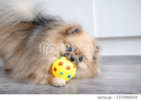 Pameranian Micro Spitz Playing With Ball Pameranian Micro Spitz Playing With Ball 137890939